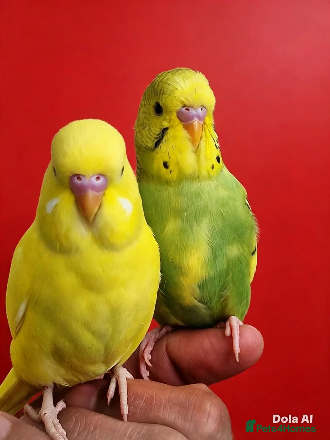 Budgerigars birds for sale: Super silly hand tamed baby budgie - Advert 2
