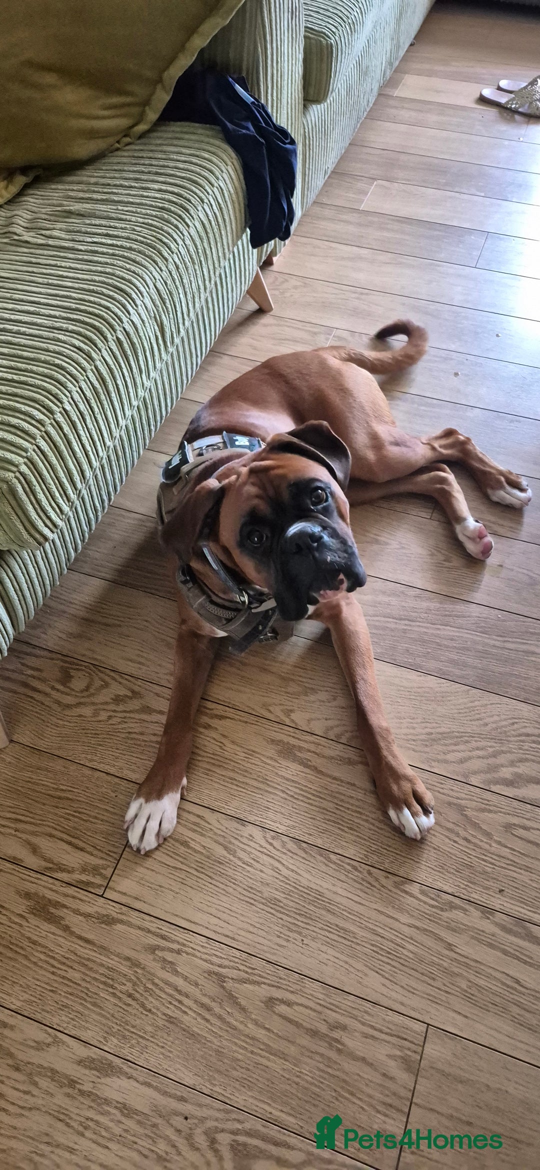 Boxer dogs for stud: Boxer for breeding - Image 6