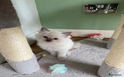 Ragdoll cats for sale: Beautiful blue point kittens - Advert 10