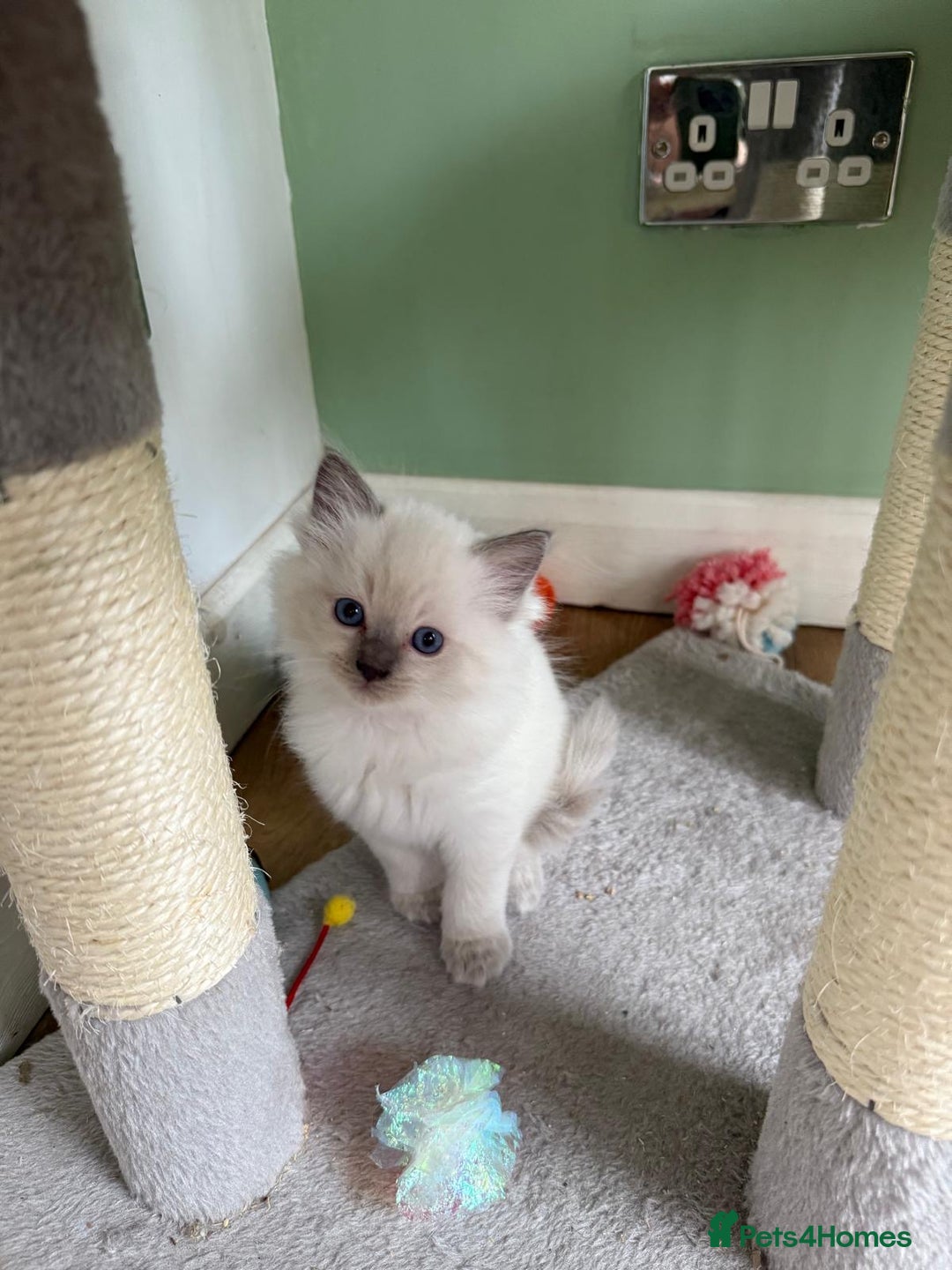 Ragdoll cats for sale: Beautiful blue point kittens - Advert 10