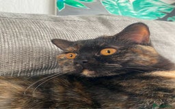 British Shorthair cats for sale: Beautiful Tortoiseshell and White pure BSH - Image 5