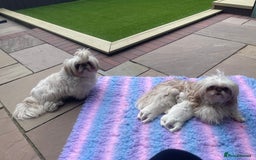 Shih Tzu dogs for sale: Imperial Shihtzu for sale  - Image 5