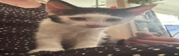 Mixed Breed cats for sale: Kittens for Sale - Advert 3