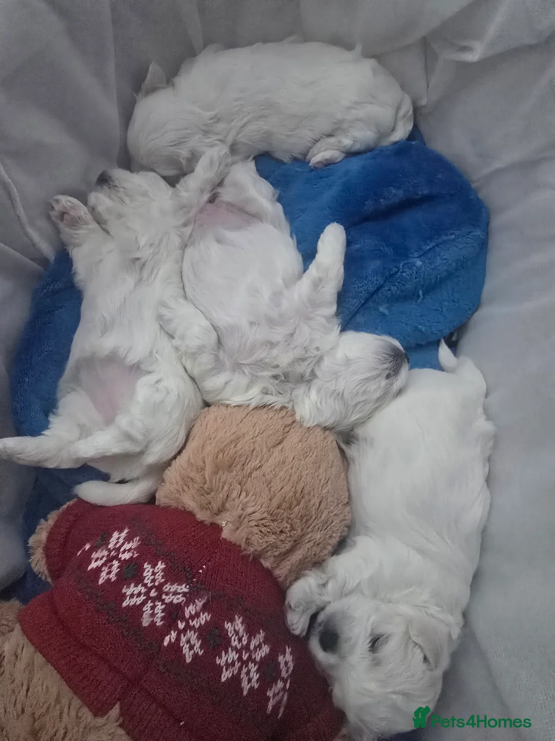 Maltese dogs for sale: 3 fluffy and lovely maltese girls for sale - Advert 12