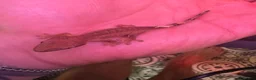 Gecko reptiles for sale: Mixed crested gecko babies  - Advert 5