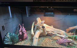 Bearded Dragon reptiles for sale: Red Bearded Dragon+Full working setup+Live food - Image 8