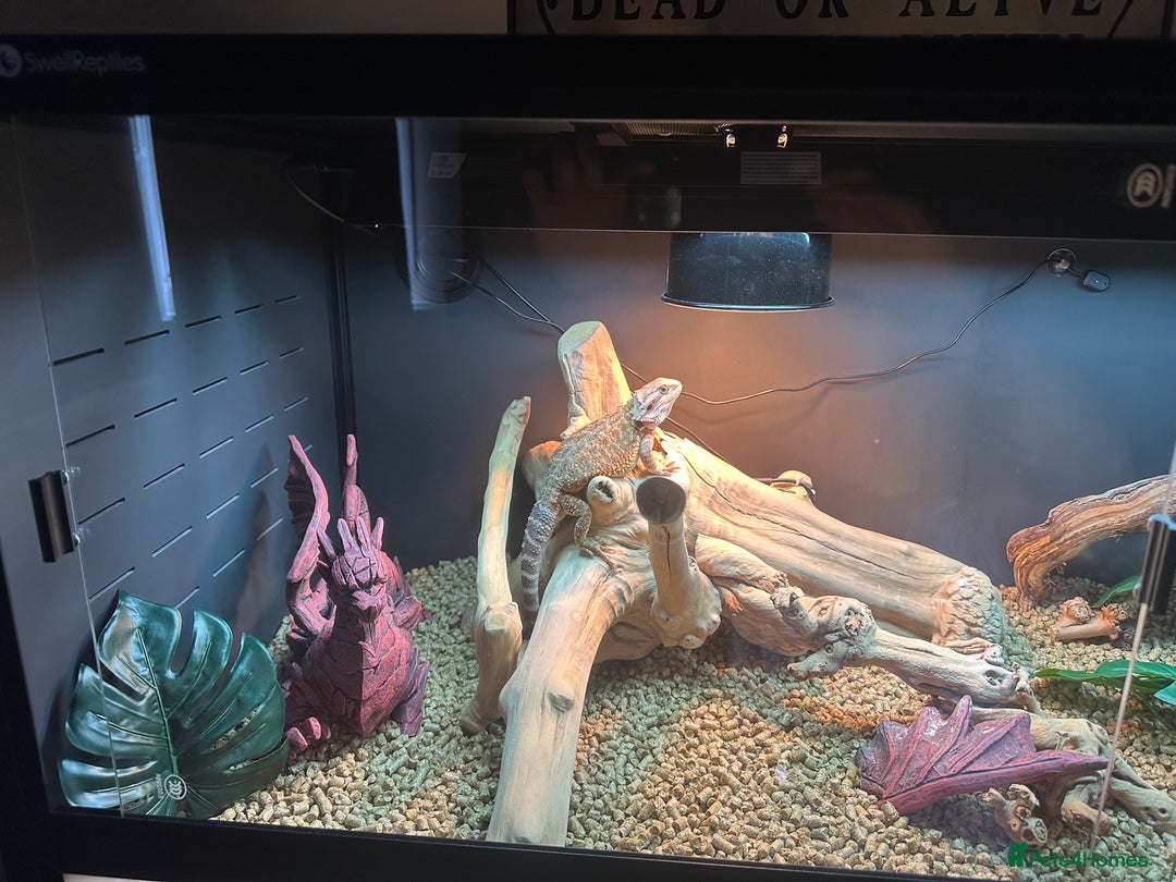 Bearded Dragon reptiles for sale: Red Bearded Dragon+Full working setup+Live food - Image 8