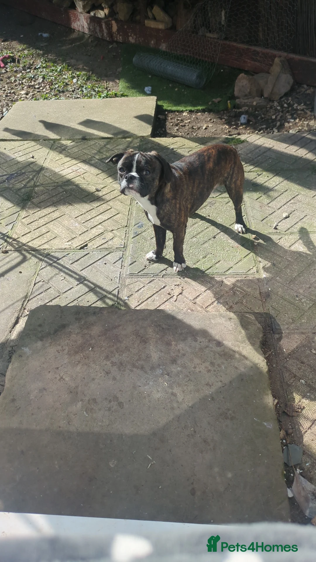 Mixed Breed dogs for sale: Meet Buddy  - Advert 6