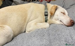 Mixed Breed dogs for adoption: Meet Oakley,  currently residing in Fife - Image 7