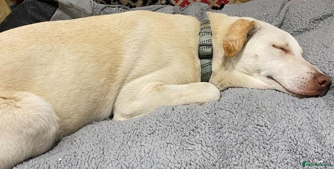 Mixed Breed dogs for adoption: Meet Oakley,  currently residing in Fife - Image 7