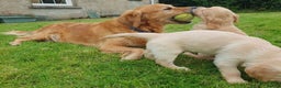 Golden Retriever dogs for sale: Playful Golden Retriever pups - Advert 2
