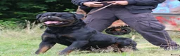 Rottweiler dogs for sale: Outstanding Rottweiler Litter Of 6 Beautiful Boys - Advert 11
