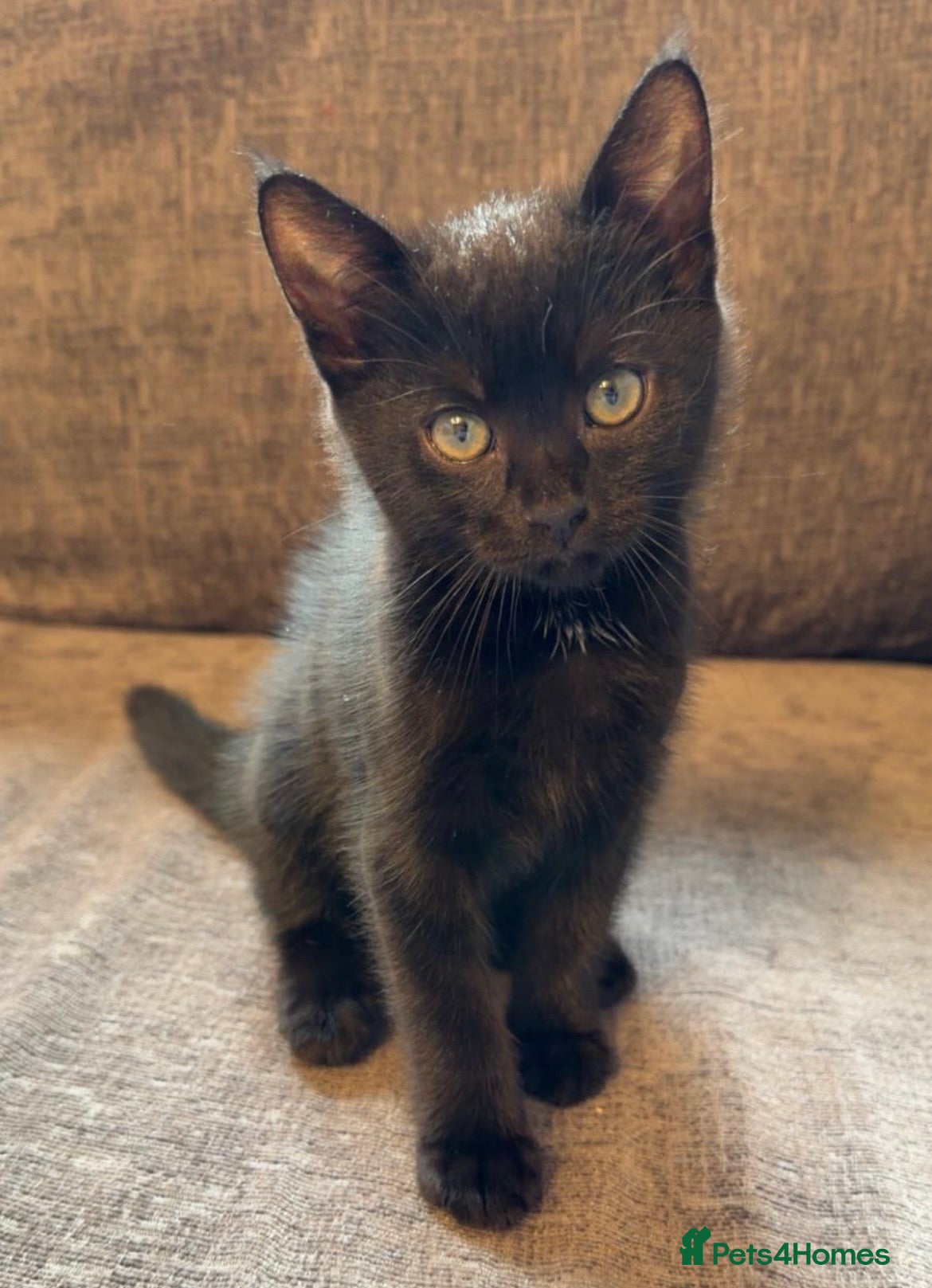 Mixed Breed cats Beautiful black male kitten - Advert 10