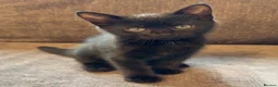 Mixed Breed cats for sale: Beautiful black male kitten - Advert 1
