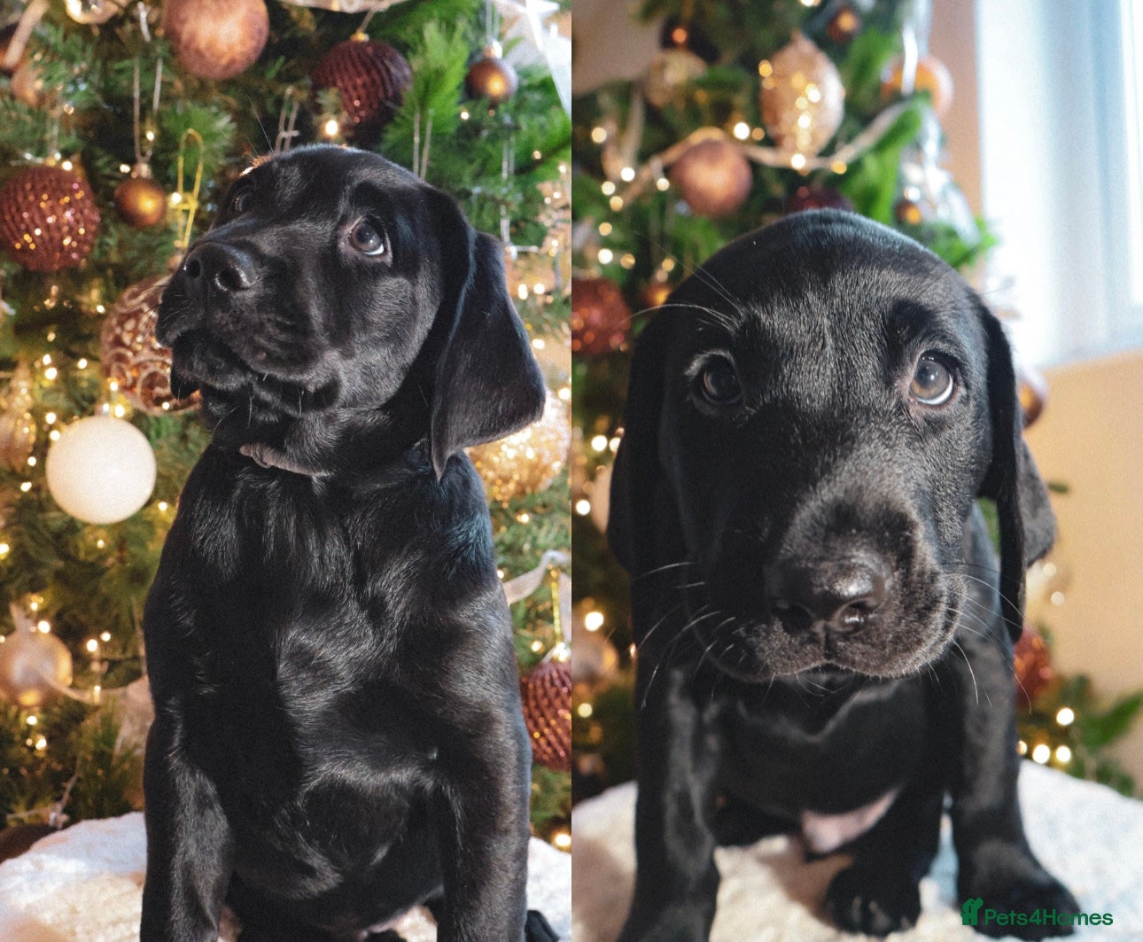 Labrador Retriever dogs Beautiful KC Drakeshead Labradors – 1 Boy left - Advert 11