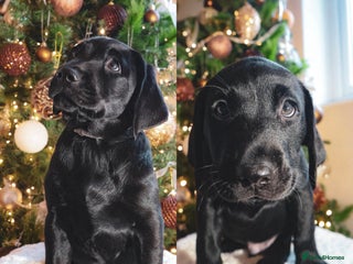 Labrador Retriever dogs Beautiful KC Drakeshead Labradors – 1 Boy left - Advert 5