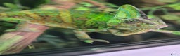 Chameleon reptiles for sale: 4yr Male Veiled Chameleon - Advert 2