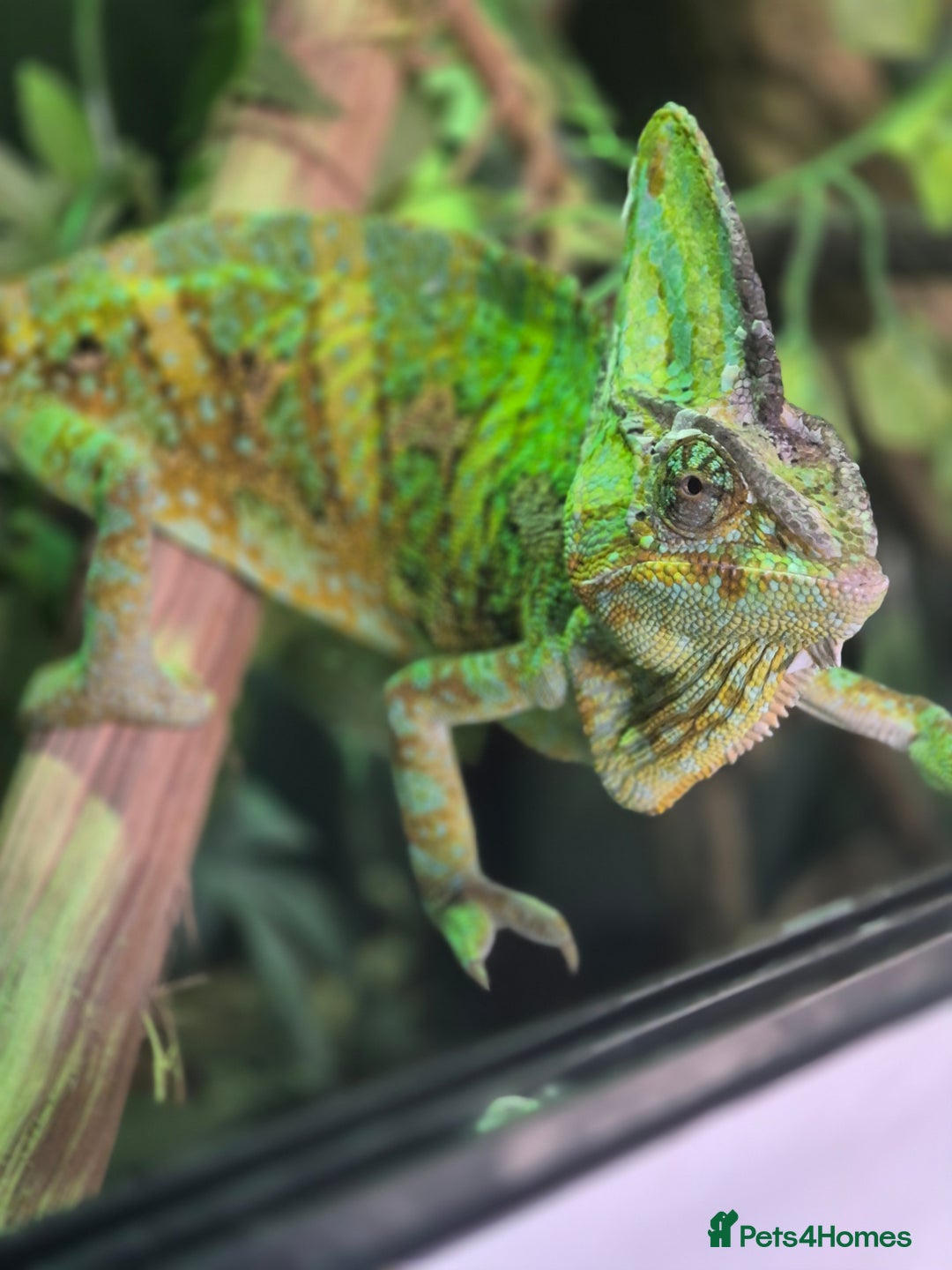 Chameleon reptiles for sale: 4yr Male Veiled Chameleon - Advert 2