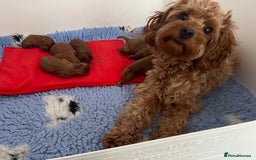 Cavapoo dogs for sale: Gorgeous cavapoo puppies available 🐾 - Image 1