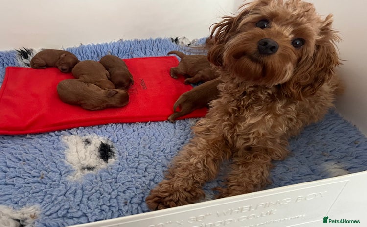 Cavapoo dogs - Advert 15
