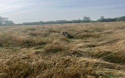 Mixed Breed dogs for sale: Elvis - Image 4