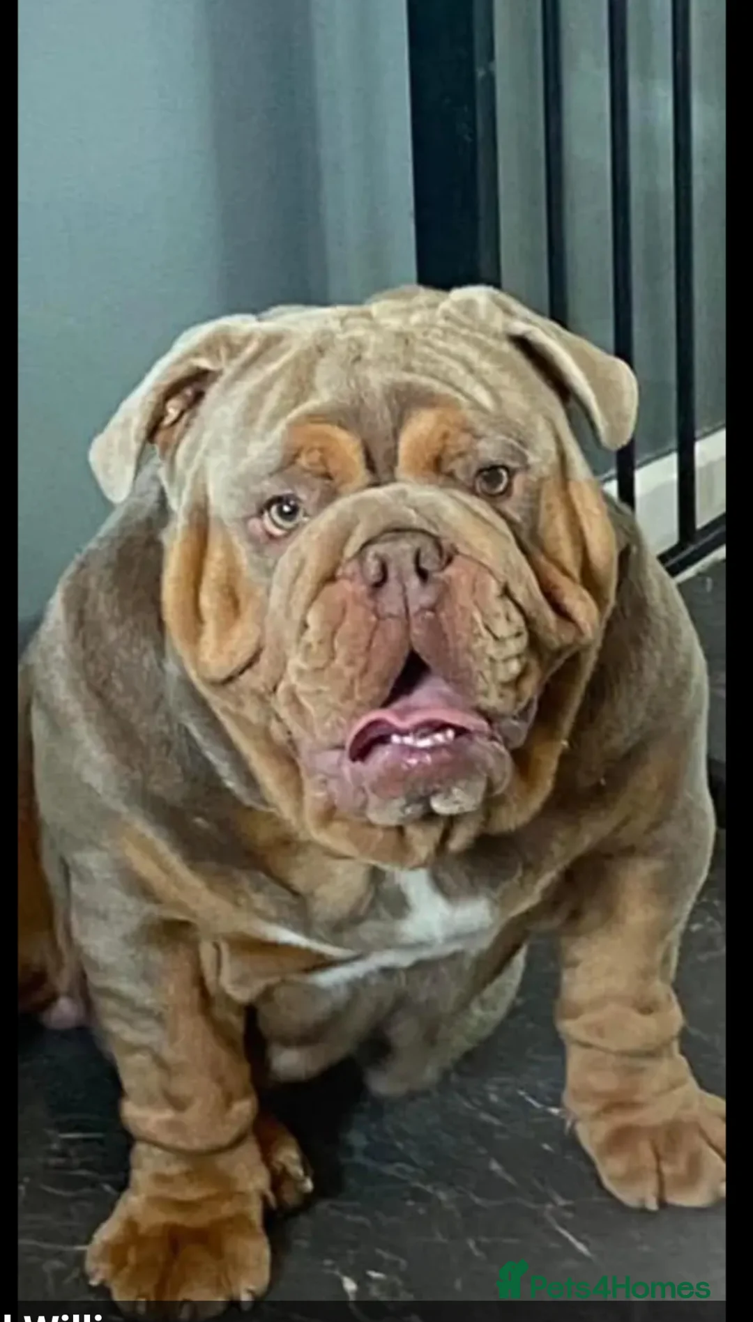 English Bulldog dogs for stud: English bulldog for stud - Advert 1