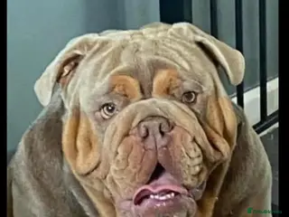 English Bulldog dogs English bulldog for stud - Advert 3