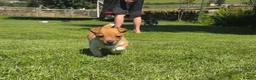Jack Russell dogs for sale: Legally Docked Miniature Jack Russel Bitch Pup in Colne - Advert 5