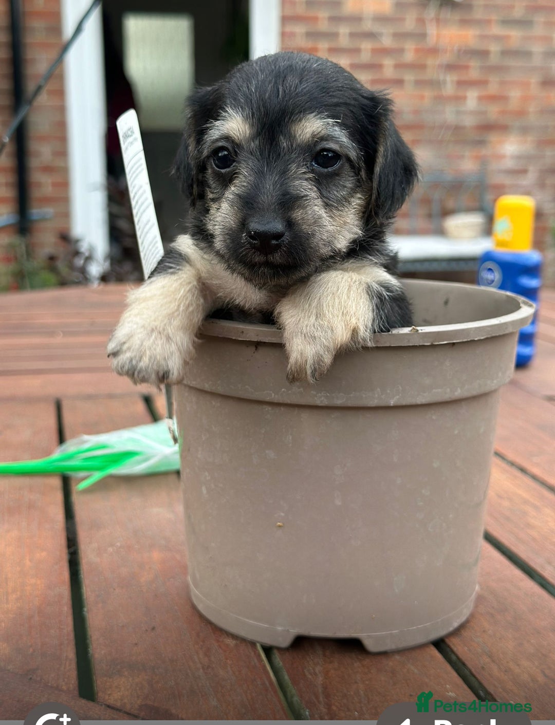 Jackapoo dogs for sale: Mabel  - Image 4