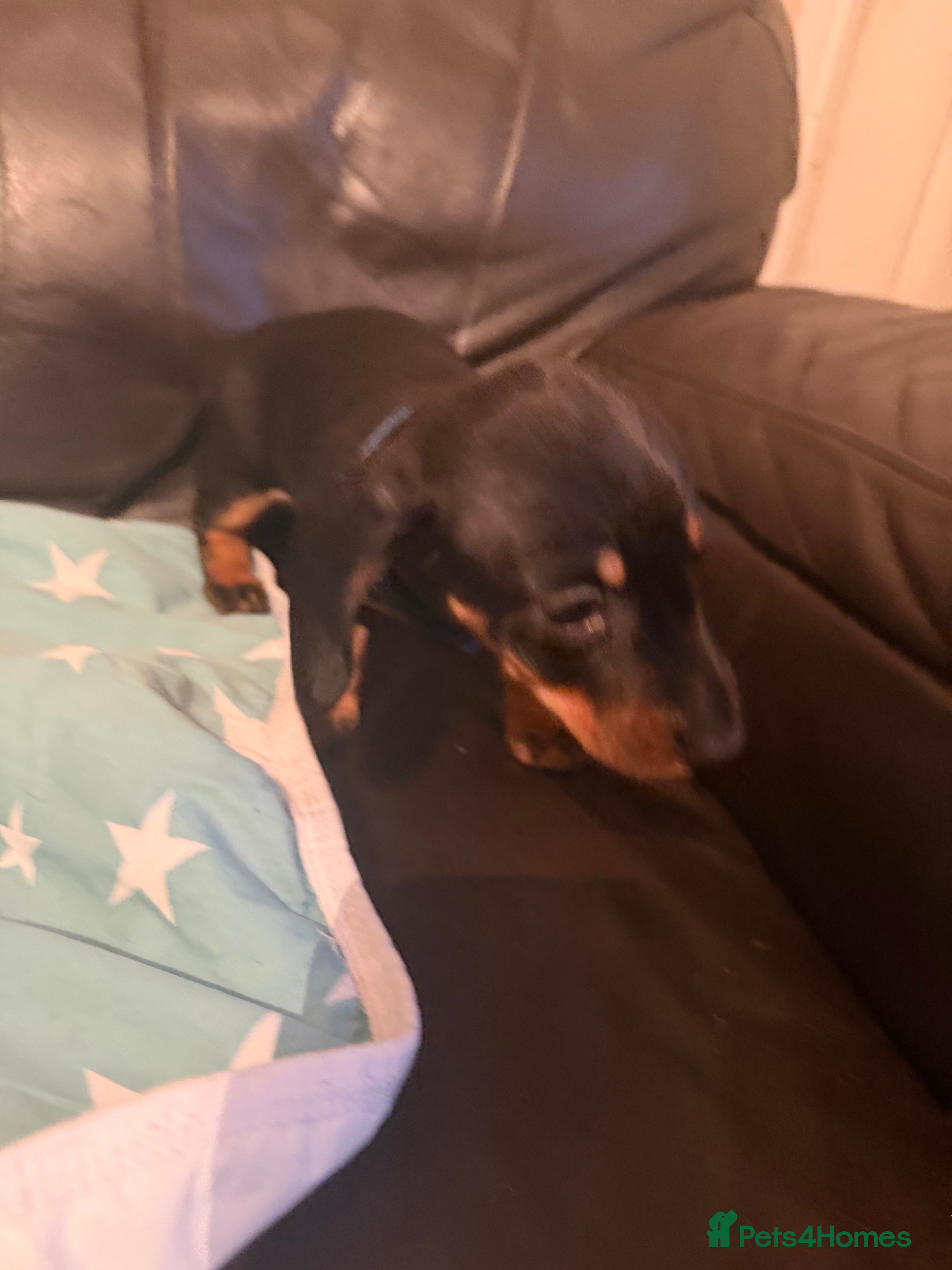 Dachshund dogs Black tan Dachshunds  - Advert 1