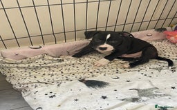 Staffordshire Bull Terrier dogs for sale: Sold  - Image 26