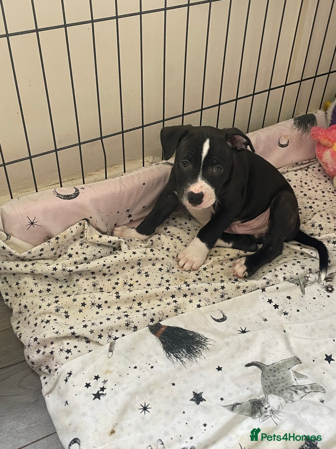 Staffordshire Bull Terrier dogs for sale: Sold  - Image 26