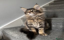 Maine Coon cats for sale: Perfect Maine Coons - Image 4
