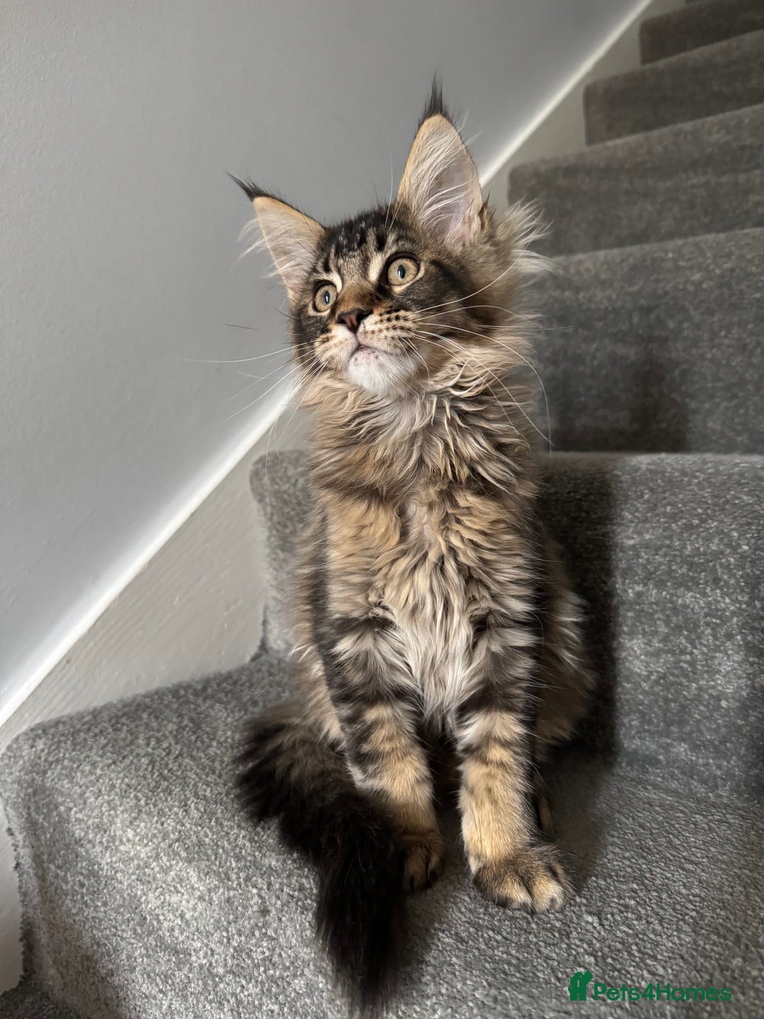 Maine Coon cats for sale: Perfect Maine Coons - Image 4