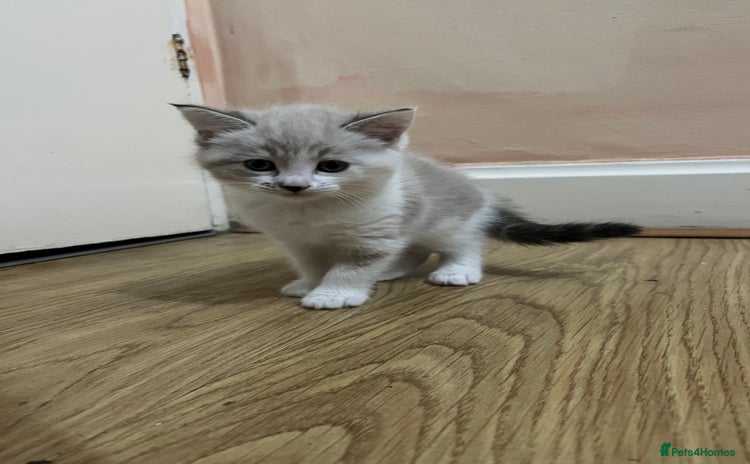 Mixed Breed cats - Advert 2