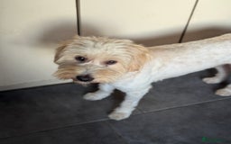 Tibetan Terrier dogs for adoption: Sweet Barney looking for LOVE - Image 6