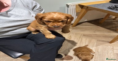 Cocker Spaniel dogs - Advert 16