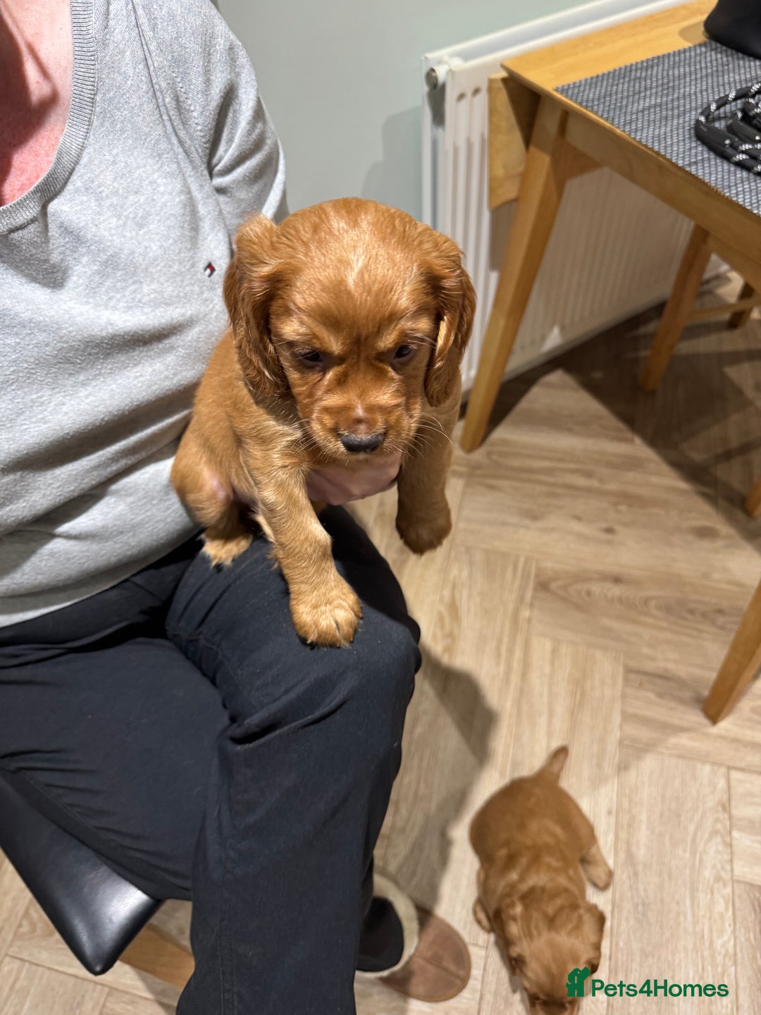Cocker Spaniel dogs for sale: Cocker Spaniel Pups - Image 3