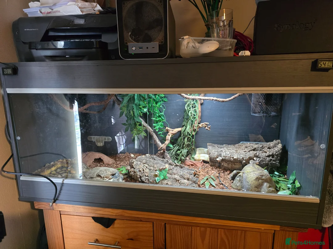 Python Snake reptiles for sale: Ball Python in York - Advert 3