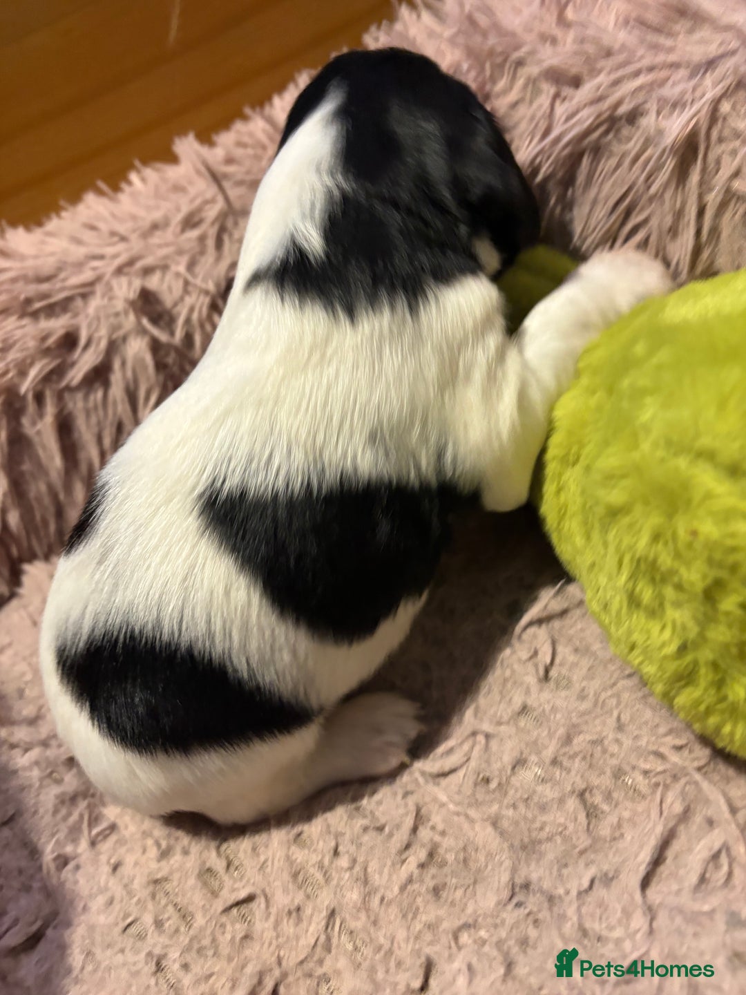 Mixed Breed dogs for sale: 5 BEAUTIFUL SPRINGER/SPROCKER PUPPIES FO SALE  - Advert 32