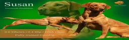 Labrador Retriever dogs for sale: Fox Red Labradors Available in Oswestry - Advert 7