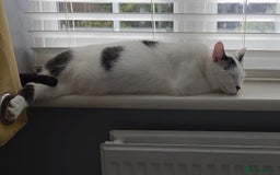 British Shorthair cats for sale: Loving black & white male cat  - Image 1