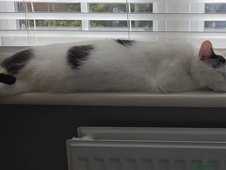 British Shorthair cats - Advert 11