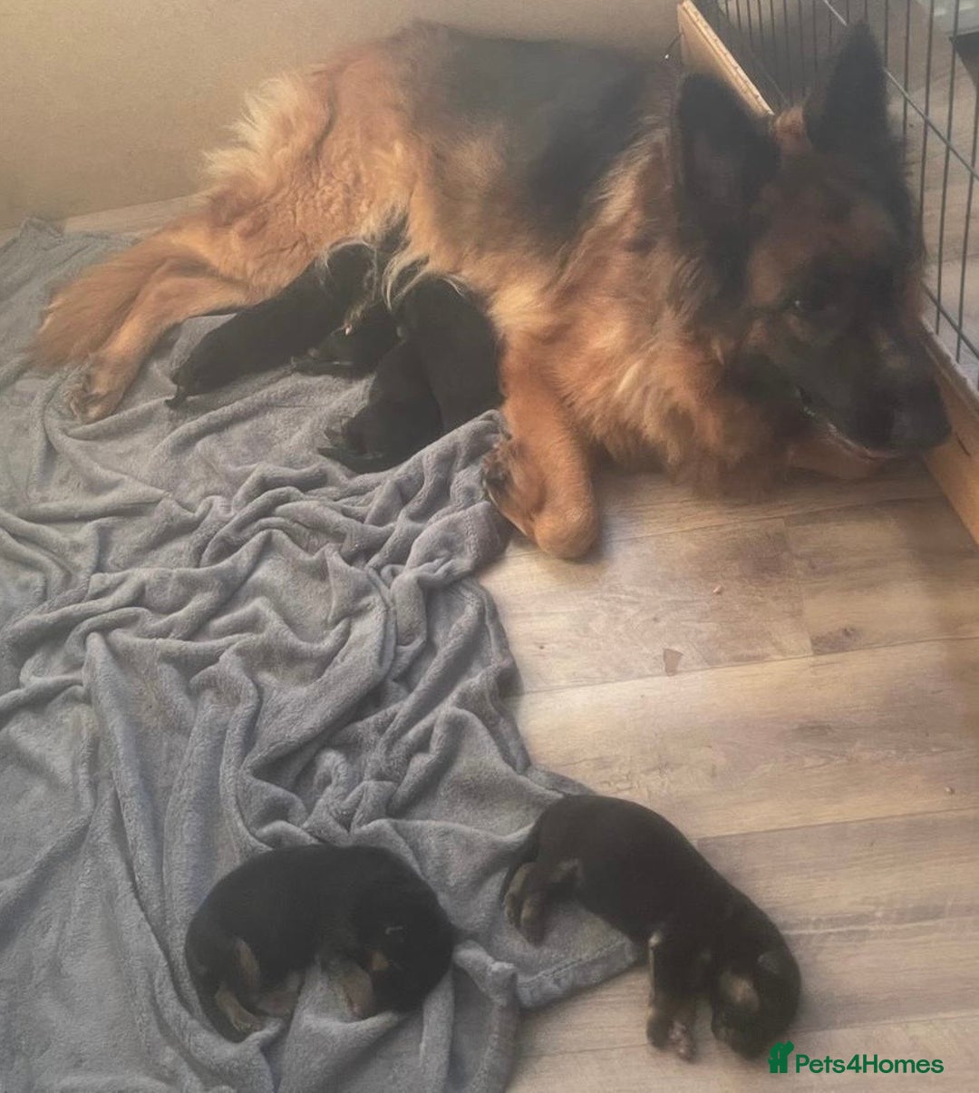 German Shepherd dogs for sale: Kc Registered German Shepherd Puppies - Advert 7