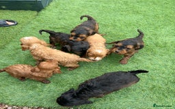 Cockapoo dogs for sale: Coockapoo - Image 6