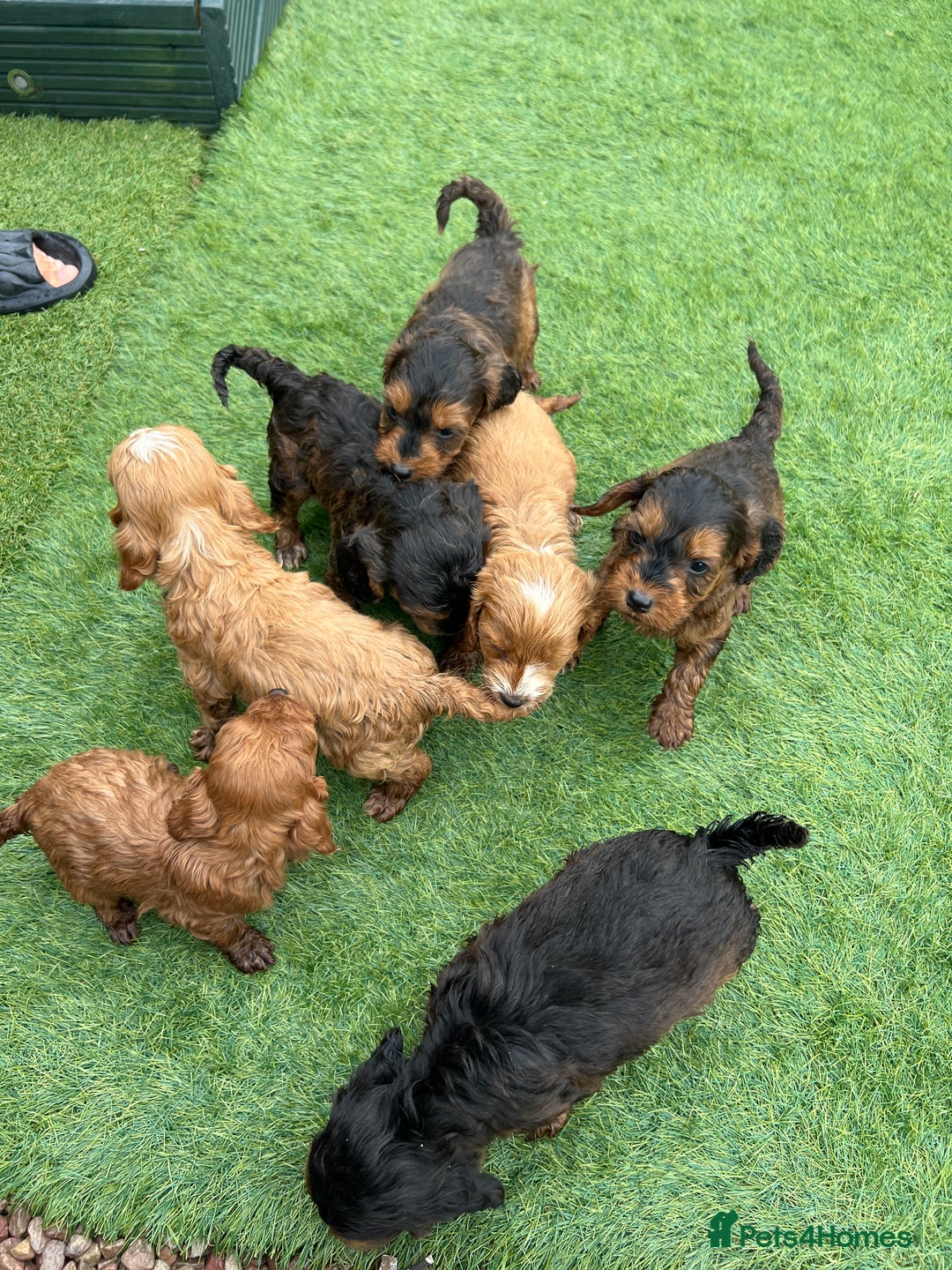 Cockapoo dogs for sale: Coockapoo - Image 6