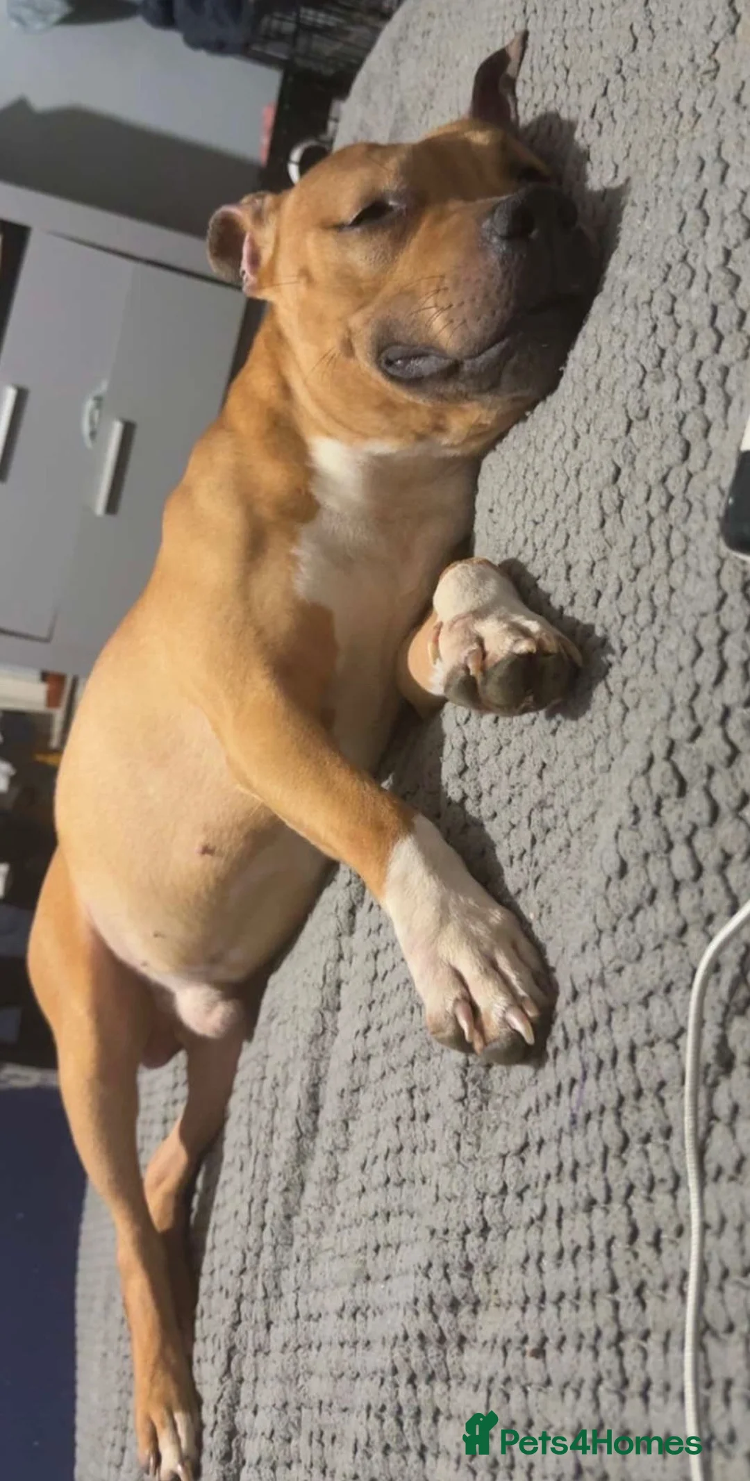 Staffordshire Bull Terrier dogs for sale: Staffie boy for rehome  in Alton - Advert 2