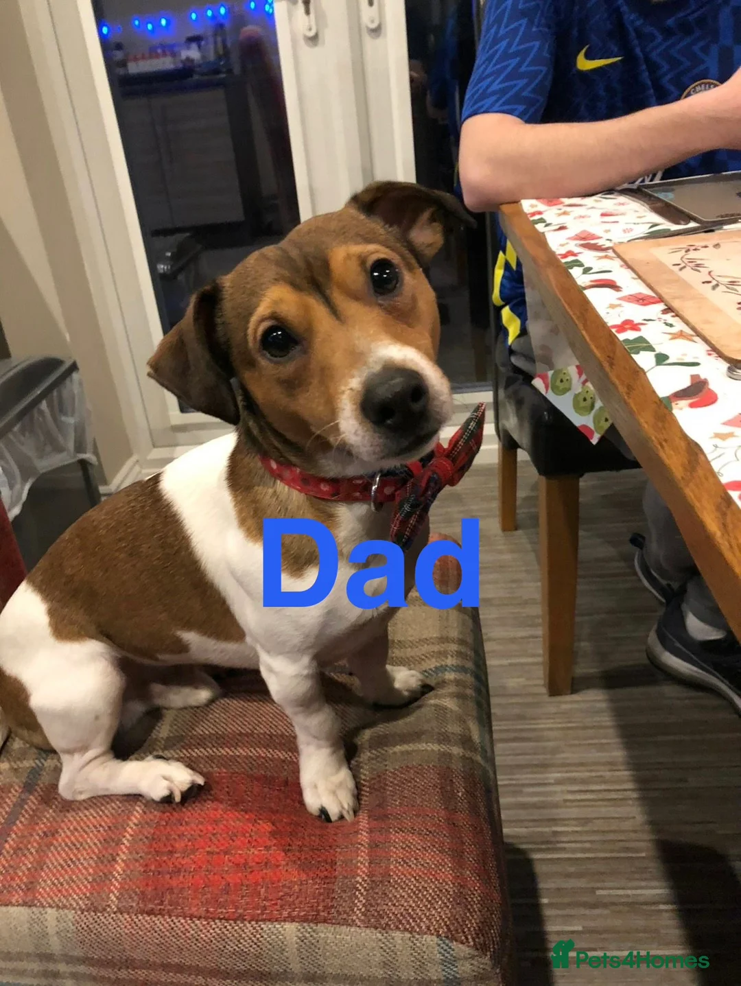 Jack Russell dogs for sale: 🐶 🐶 Jack Russell Puppies Available 🐶 - Advert 2