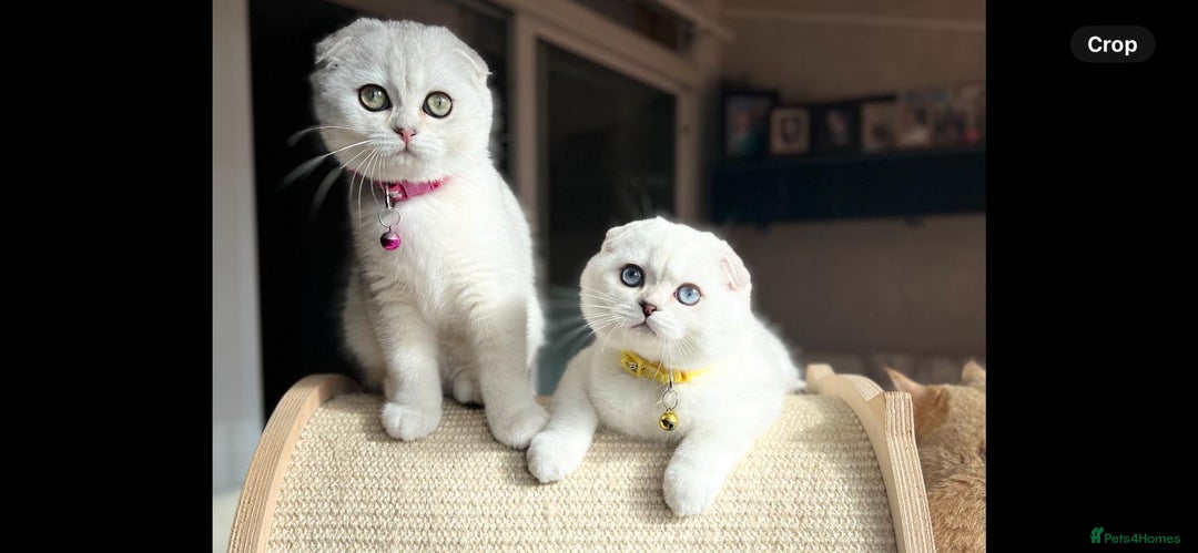 Scottish Fold cats for sale: Beautiful TICA Registered Scottish Girl Kittens - Image 5