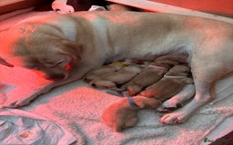 Labrador Retriever dogs for sale: Extensively health tested Labrador puppies - Image 9